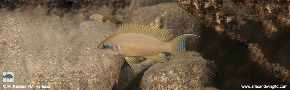 Neolamprologus brichardi 'Mwila Island'