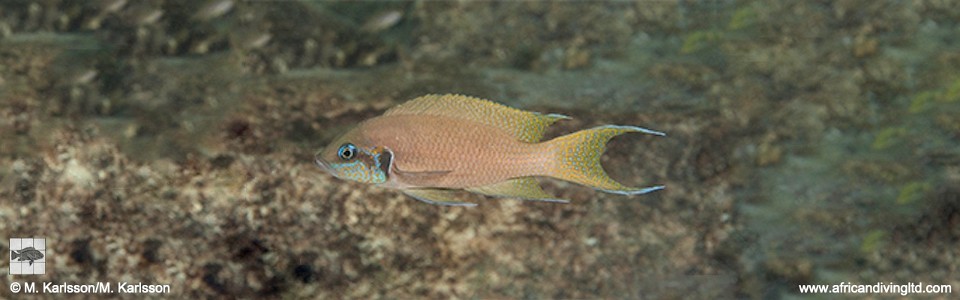 Neolamprologus brichardi 'Nakiwumbu Rocks'