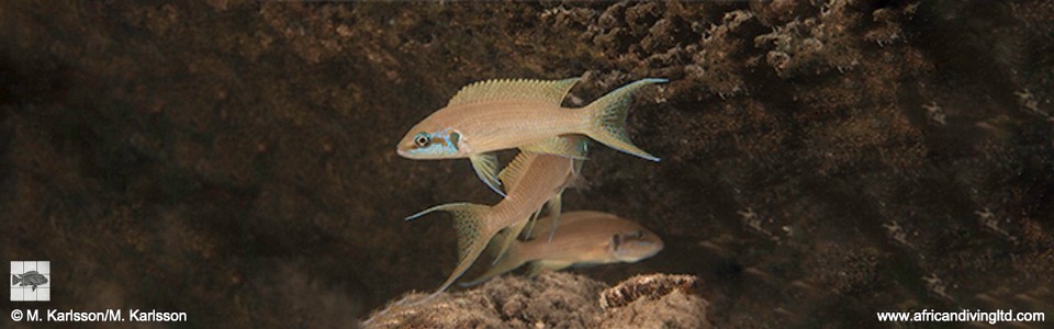 Neolamprologus brichardi 'Namansi'