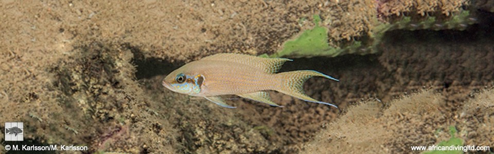 Neolamprologus brichardi 'Namlimba Point'