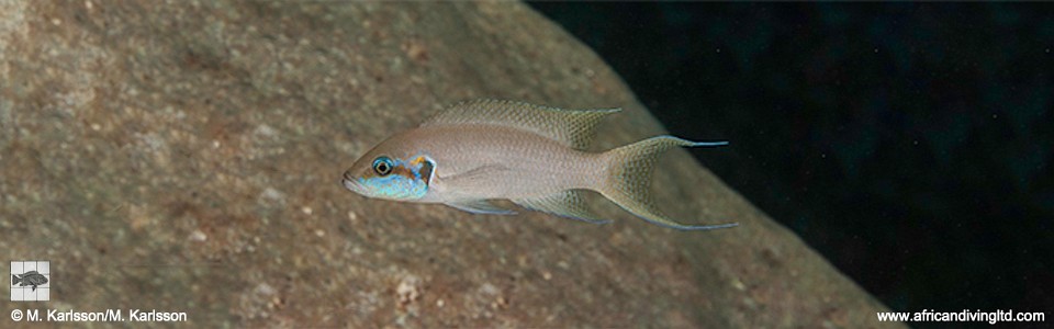 Neolamprologus brichardi 'Natimba Point'