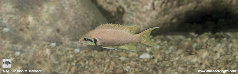 Neolamprologus brichardi 'Nausingili Island'