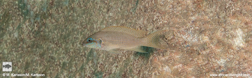 Neolamprologus brichardi 'Ninde'