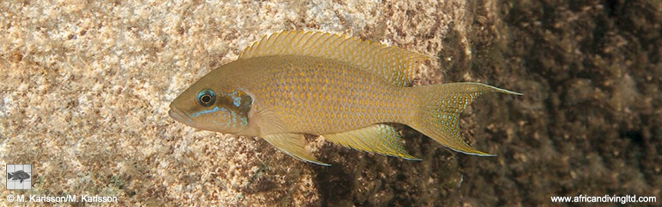 Neolamprologus brichardi 'Nkondwe Island'