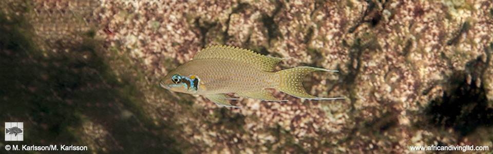 Neolamprologus brichardi 'Nkonkonti Point'