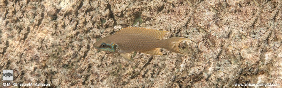 Neolamprologus brichardi 'Pinga Point'