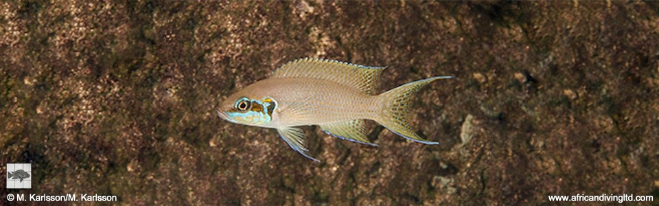 Neolamprologus brichardi 'Popo Rocks'