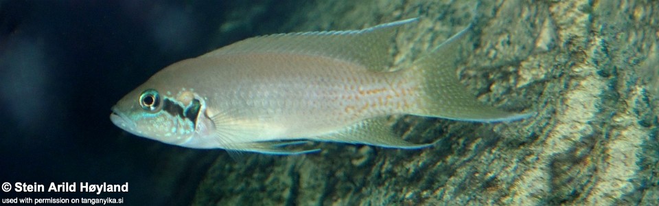 Neolamprologus brichardi 'Rumonge'