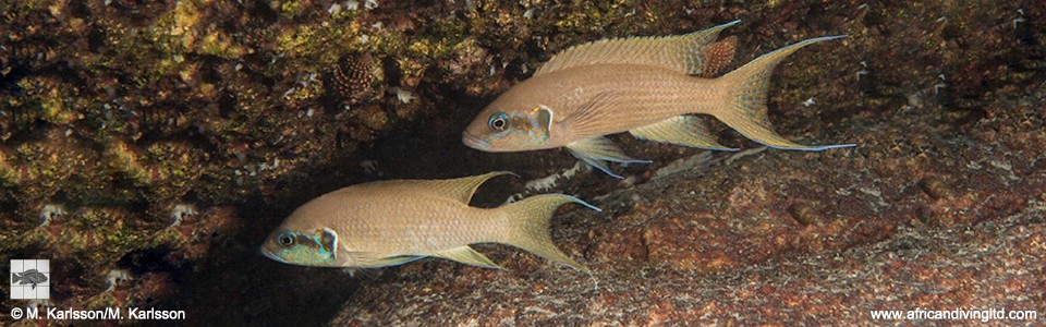 Neolamprologus brichardi 'Semwe Rocks'