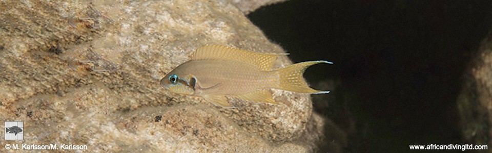 Neolamprologus brichardi 'Singa Island'