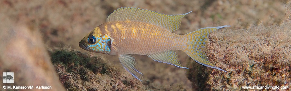 Neolamprologus brichardi 'Southern Tanzania' (Kushangaza)