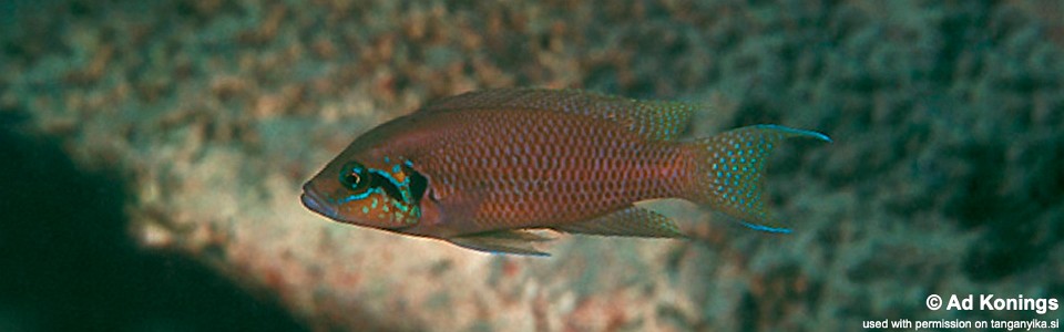 Neolamprologus brichardi 'Sumbu'