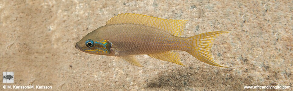 Neolamprologus brichardi 'Tundu (Kala Bay)'
