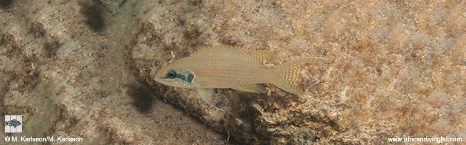 Neolamprologus brichardi 'Twiu Point'