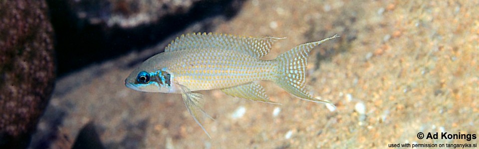 Neolamprologus brichardi 'Ulwile Island'