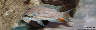 Neolamprologus brichardi 'Bemba'.jpg