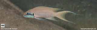 Neolamprologus brichardi 'Izinga Island'.jpg