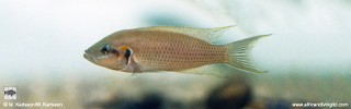 Neolamprologus brichardi 'Kapampa'.jpg