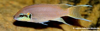 Neolamprologus brichardi 'Kiriza'.jpg