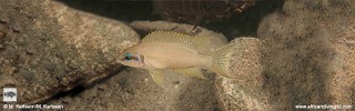 Neolamprologus brichardi 'Mlowa Point'.jpg