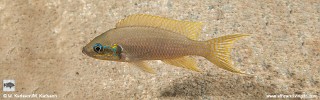 Neolamprologus brichardi 'Tundu (Kala Bay)'.jpg