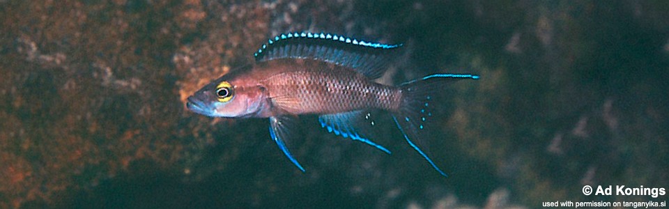 Neolamprologus buescheri 'Cape Chaitika'