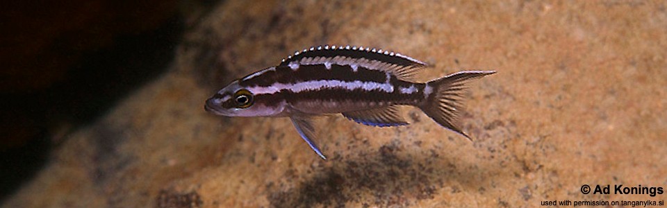 Neolamprologus buescheri 'Cape Kachese'