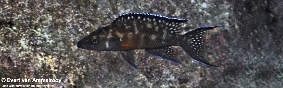 Neolamprologus buescheri 'Cape Nangu'