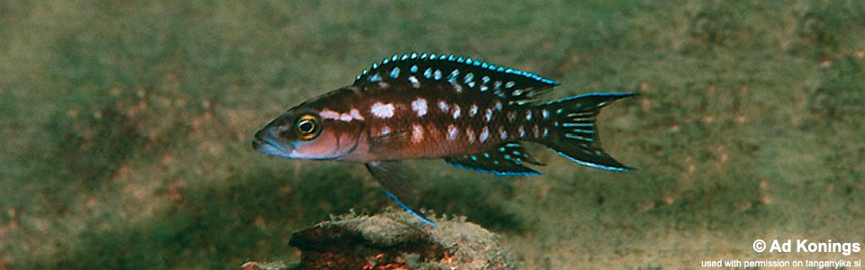 Neolamprologus buescheri 'Isanga'