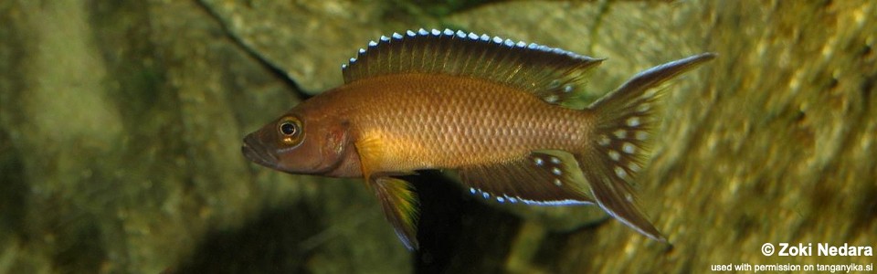 Neolamprologus buescheri 'Kamakonde'