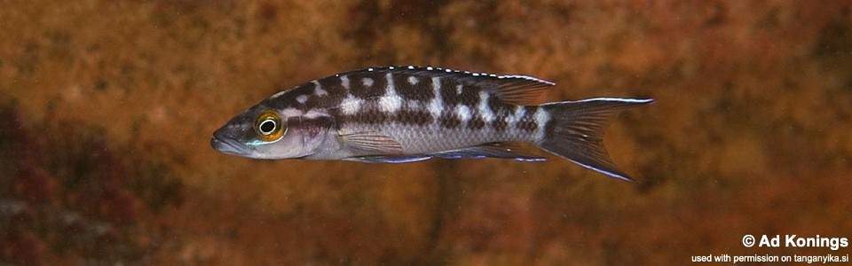 Neolamprologus buescheri 'Kantalamba'