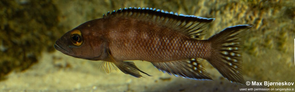 Neolamprologus buescheri 'Kasanga'