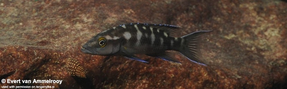 Neolamprologus buescheri 'Katete'