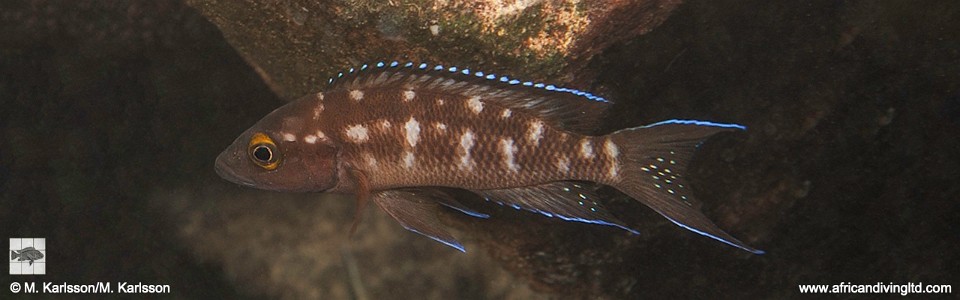 Neolamprologus buescheri 'Muzi'