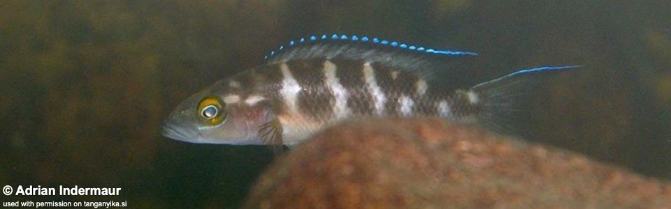 Neolamprologus buescheri 'Nakaku'