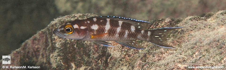 Neolamprologus buescheri 'Nkonkonti Point'