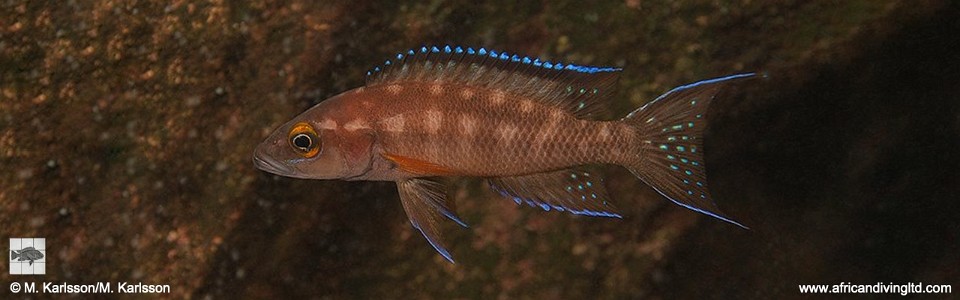 Neolamprologus buescheri 'Polombwe Bay'