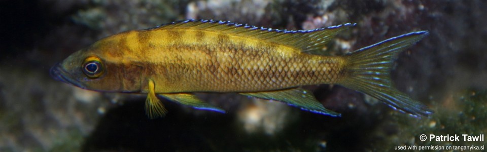 Neolamprologus buescheri 'Tembwe (Deux)'