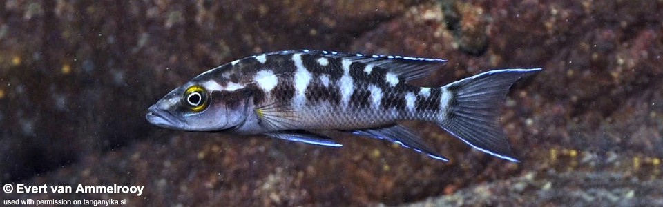 Neolamprologus buescheri (Zambia)