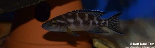 Neolamprologus buescheri 'Katoto'.jpg