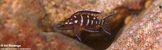 Neolamprologus buescheri 'Kombe'.jpg