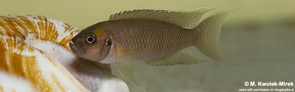 Neolamprologus calliurus 'Cape Chaitika'