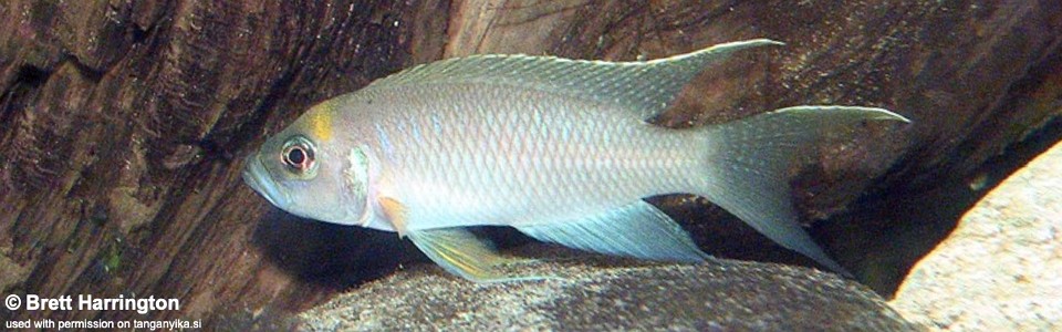 Neolamprologus calliurus 'Cape Mpimbwe'