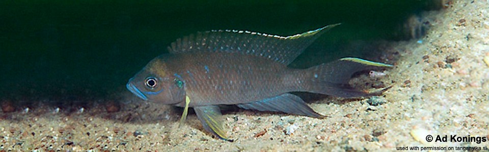 Neolamprologus calliurus 'Chikalakate'