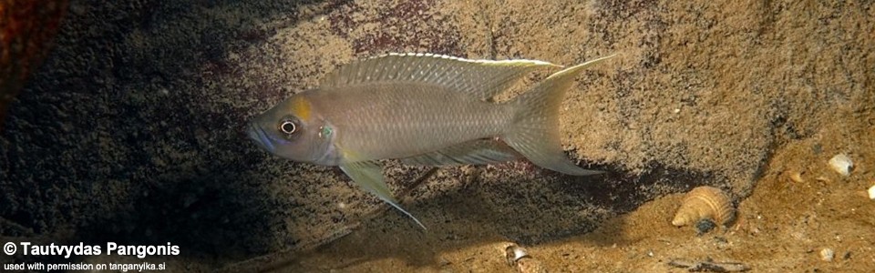 Neolamprologus calliurus 'Kambwimba'