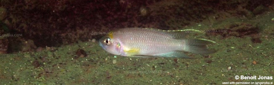 Neolamprologus calliurus 'Kasanga'