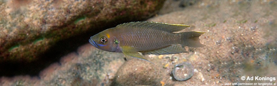 Neolamprologus calliurus 'Mbita Island'