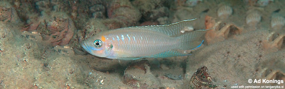 Neolamprologus calliurus 'Moliro'