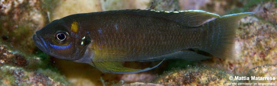 Neolamprologus calliurus 'Nkondwe Island'