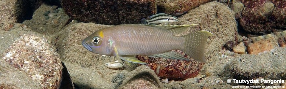 Neolamprologus calliurus 'Tongwa'